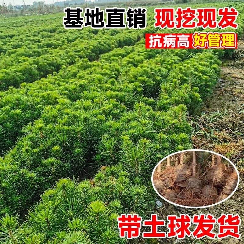 黑松树苗松树小苗庭院行道大型耐寒四季常青绿化造型风景日本松树 - 图0