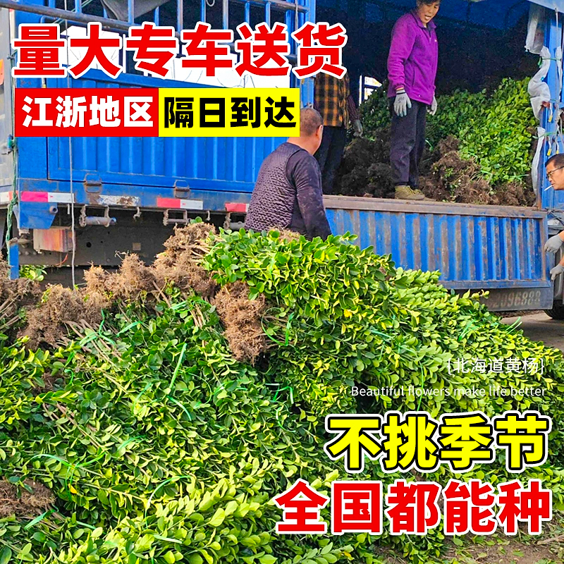 小叶黄杨树苗瓜子黄杨苗法国冬青绿篱苗大叶冬青庭院四季常青耐寒 - 图1