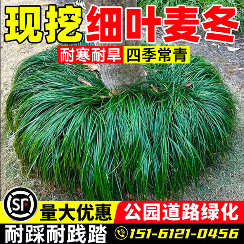 细叶麦冬草苗庭院绿化沿阶草四季常青耐阴耐寒绿化工程地被植物 - 图1