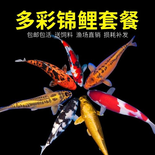 纯种锦鲤鱼淡水观赏鱼冷水鱼活体纯种红白三色黄金小锦鲤鱼苗活鱼 - 图0