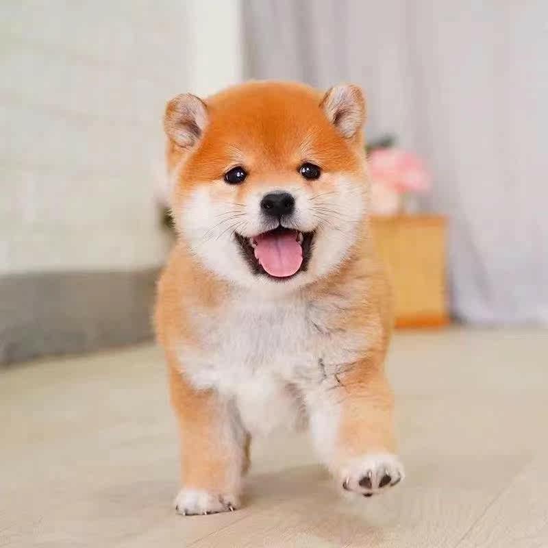 犬 キーホルダー おしゃれ かわいい キーリング 柴犬 犬雑貨 秋田犬 豆柴 最大78 オフ キーリング
