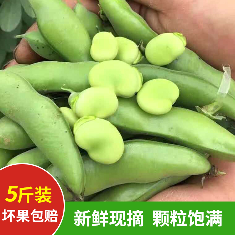 江苏特产胡豆青豆新鲜蔬菜嫩带壳蚕豆生的米5斤罗汉豆兰花豆批发-图3