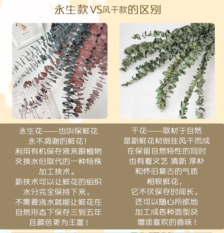 风干尤加利叶干花花束小米叶苹果叶天然树叶插花家居装饰永生花 小花总 淘优券