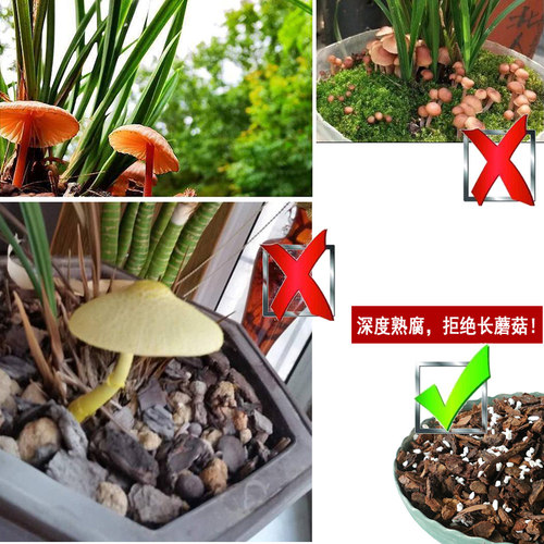 翁源兰花专用土营养种植料石服盆熟腐肥料疏松树皮透气好养活家用 - 图2