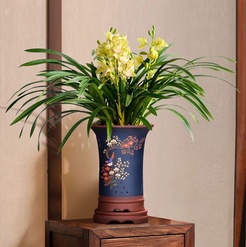 香水香兰翠玉色兰花卉绿植物盆栽浓香国兰 现不带花苞 花期6-12月 - 图1