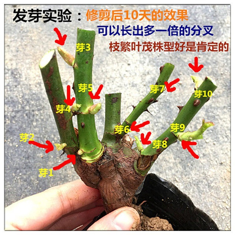 10.8元 6棵正宗玫瑰花树苗月季老桩特大植物室内外盆栽四季开花卉 - 图1