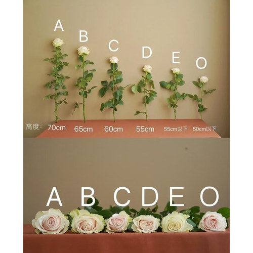 A级卡布奇诺玫瑰鲜花云南昆明基地直发鲜切花水养插花凯瑟琳玫瑰 - 图2
