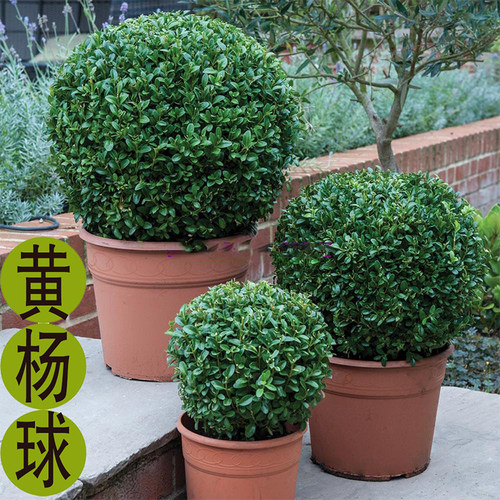 黄杨树苗小叶黄杨树球型植物球形别墅庭院绿化瓜子黄杨苗四季常绿 - 图1