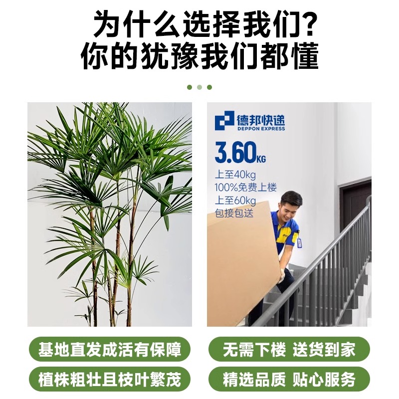 小叶棕竹室内客厅绿植办公室真花落地大盆栽花卉大型植物金山棕 - 图1