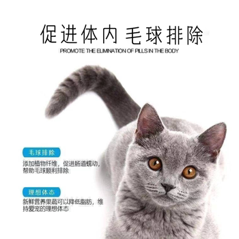 ອາຫານແມວສຳລັບແມວຜູ້ໃຫຍ່ ແລະ ແມວນ້ອຍ American shorthair blue cat stray cat universal natural cat food