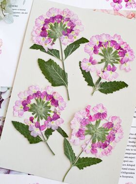 带枝美女樱押花标本干花相框diy材料包手工手绘团扇压花滴胶杯垫