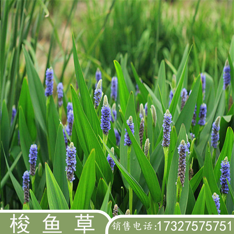 水生植物种植基地黄花菖蒲水培花叶美人蕉庭院浮岛芦苇鸢尾香蒲 - 图2