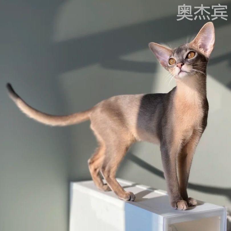 阿比西尼亚猫幼仔蓝金纯种红栗色赛级豹猫宠物猫埃及无毛猫咪活物-图1