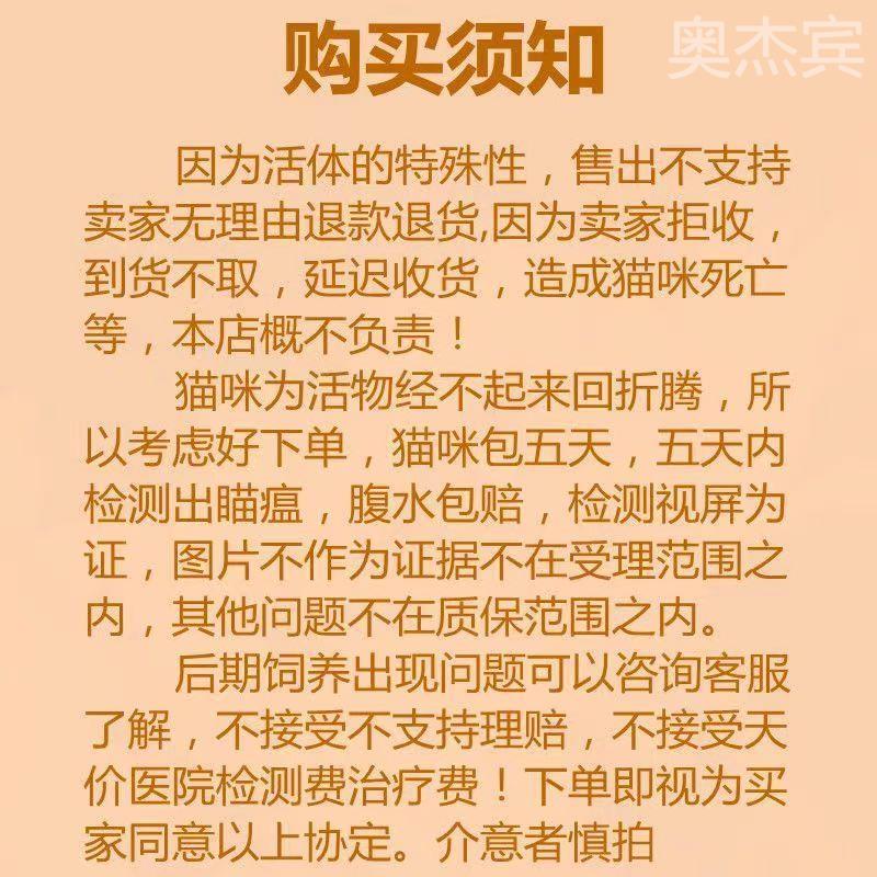 布偶猫幼猫活体海双布偶蓝双布偶纯种血统重点色仙女猫崽猫咪活物-图0