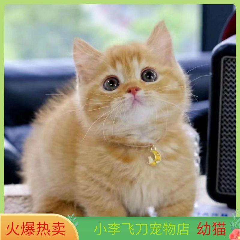 中华田园猫活物宠物猫幼猫橘猫家猫土猫狸花猫黑猫白猫黑白奶牛猫 - 图1