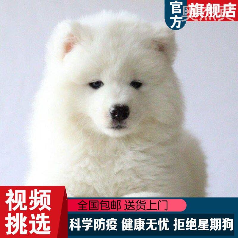 熊版萨摩耶犬幼犬纯种小狗宠物狗纯白色萨摩犬双血统雪橇犬长毛狗 - 图0