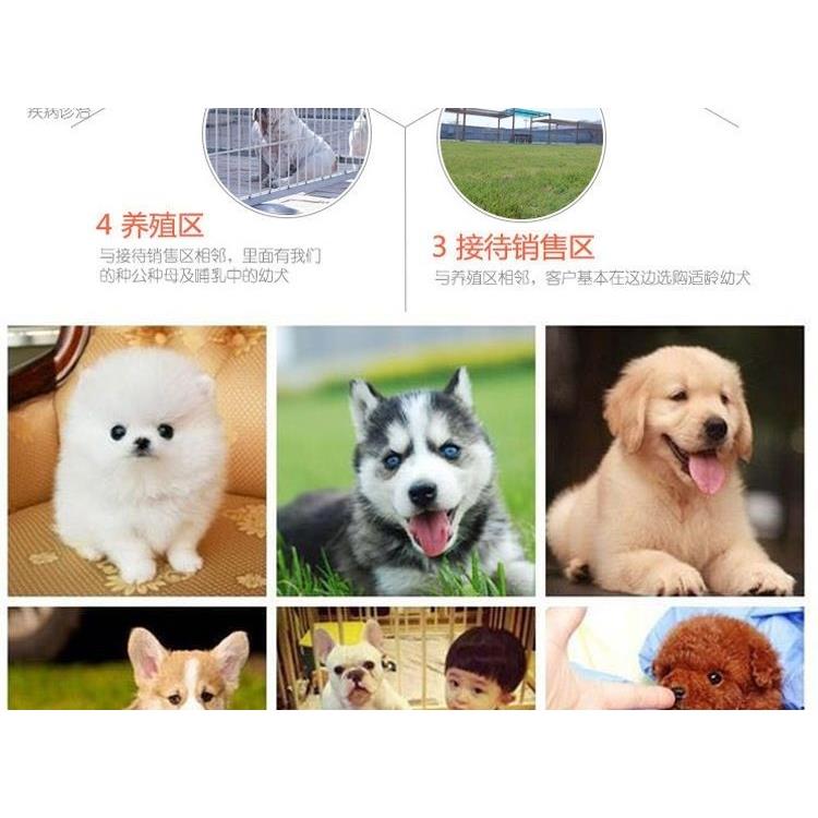 纯种金毛幼犬拉布拉多幼崽导盲犬黑拉拉沙滩金毛双血统活宠物狗狗 - 图2