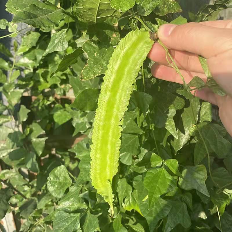 海南四棱豆新鲜四角豆皇帝豆龙豆当季豆角四季豆龙角豆带箱包邮 - 图3