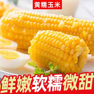 东北糯玉米产地直发8根装
