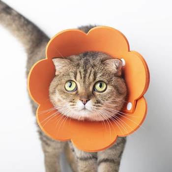 Sunflower Elizabethan EVA sponge headgear ບາງ, cat collar, ຕ້ານການເລຍຂອງຄວາມອັບອາຍ, sterilization