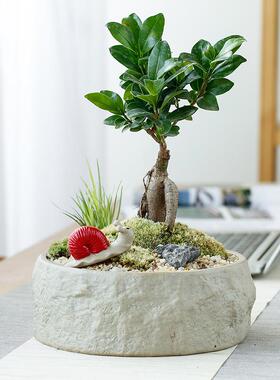 复古粗陶多肉花盆创意绿萝铜钱草水培花器摆件可陶瓷植物花盆定制