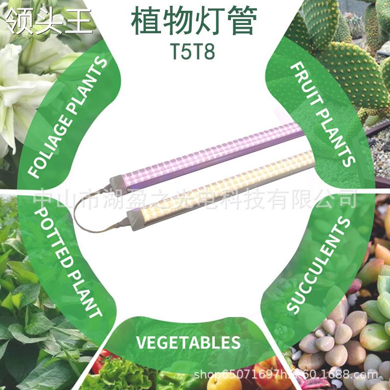 T5T8植物灯全光谱植物生长灯管暖光粉光红多肉蔬菜植物补光灯 - 图0