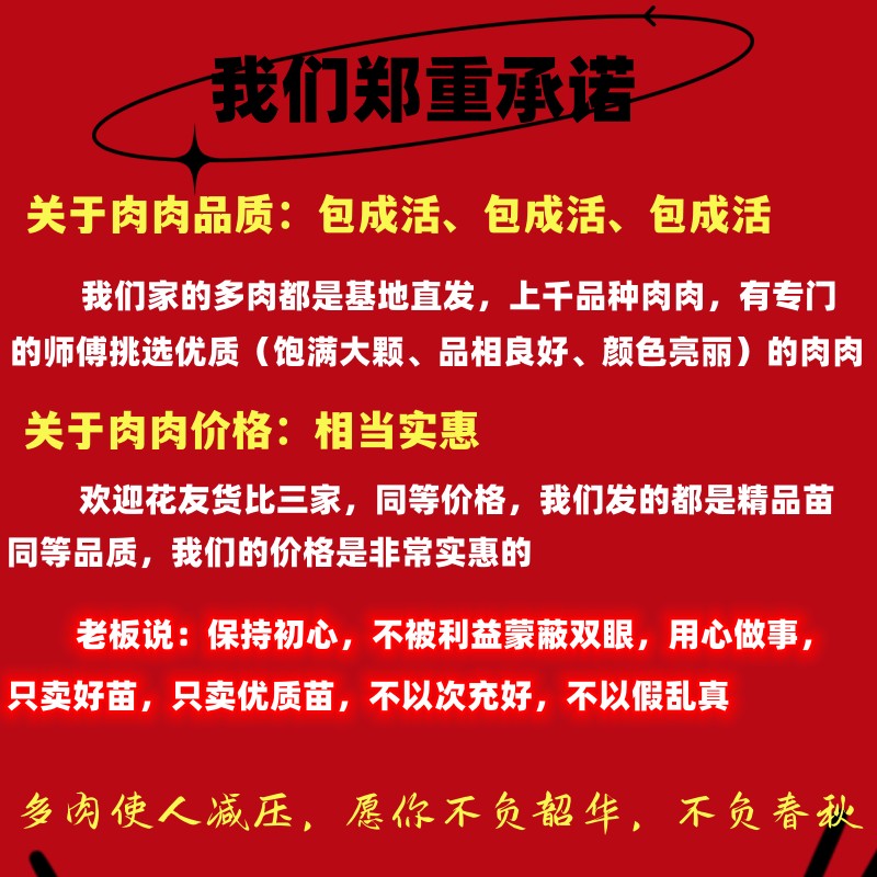 精品多肉植物组合盆栽大颗好养名贵罕见肉肉稀有品种室内花卉绿植 - 图0