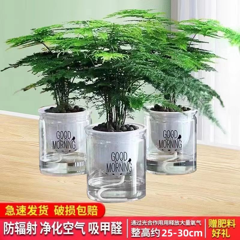 文竹盆栽绿植花卉盆景植物室内水培高端文松矮生云竹特大苗好养活-图1