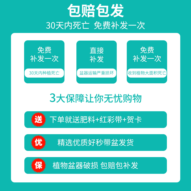 发财树盆栽大棵室内摆客厅阳台大型步步高绿植办公室送礼乔迁开业-图2