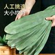 Fresh and rich selection of large size