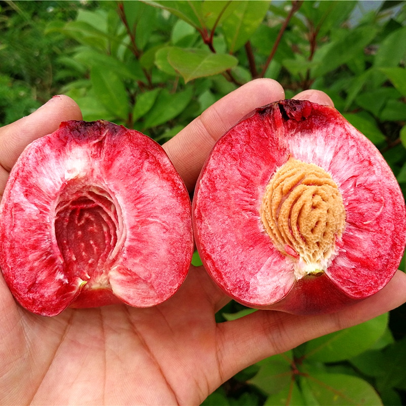 壹安农场旗舰店血桃5斤水果新鲜顺丰助农吃货湖北胭脂红心当季整箱应10水蜜桃子2