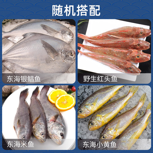 海杂鱼新鲜活冷冻舟山海鲜海鳗鱼鲳鱼小黄鱼龙利鱼米鱼墨鱼马鲛鱼 - 图0