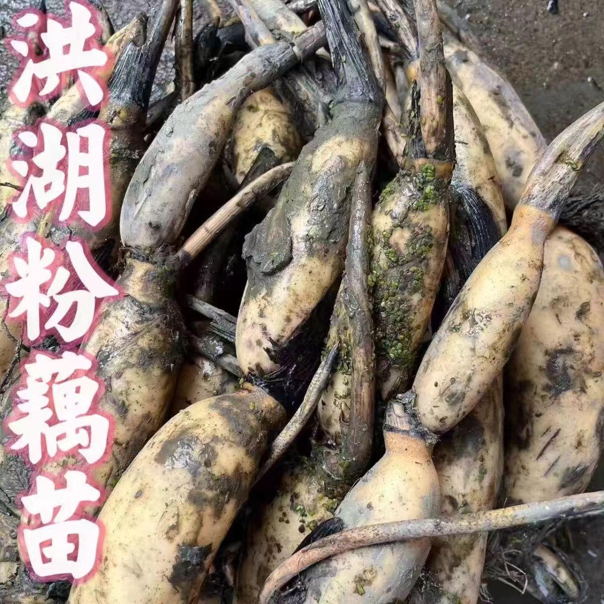 粉藕莲藕种苗洪湖粉藕苗高产食用藕种盆栽缸桶池塘水田深浅水种植 - 图2