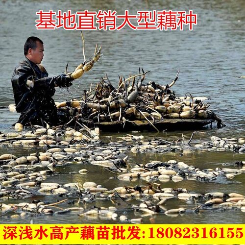 高产藕苗食用深水藕种苗粉藕苗水养莲藕种苗盆栽池塘稻田种植荷花 - 图0