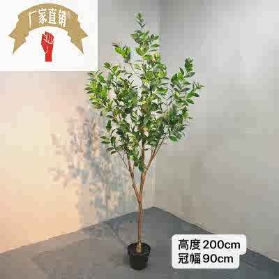 月桂树盆栽 新人首单立减十元 21年8月 淘宝海外 月桂树盆栽 新人首单立减十元 21年8月 淘宝海外