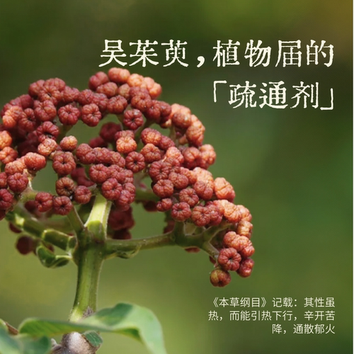 真不二吴茱萸足贴三阴交热敷贴脚踝保暖艾灸脚贴穴位自发热神器 - 图2