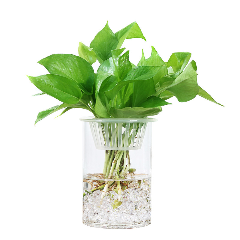 简约现代透明玻璃花瓶水培绿萝植物鲜花插花瓶客厅摆件器皿鱼缸,淘宝优惠券,粉丝福利购,淘宝优惠卷