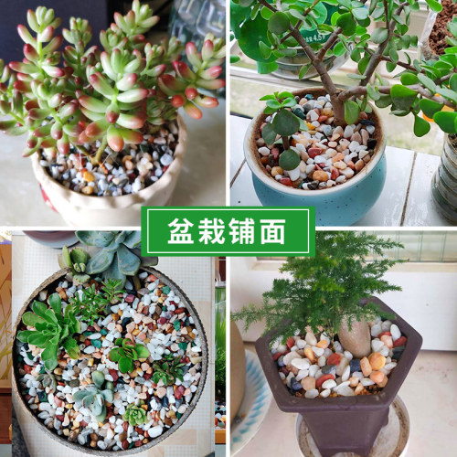 天然彩石鱼缸专用铺底砂多肉盆栽铺面石子五彩石头雨花石造景摆件 - 图2