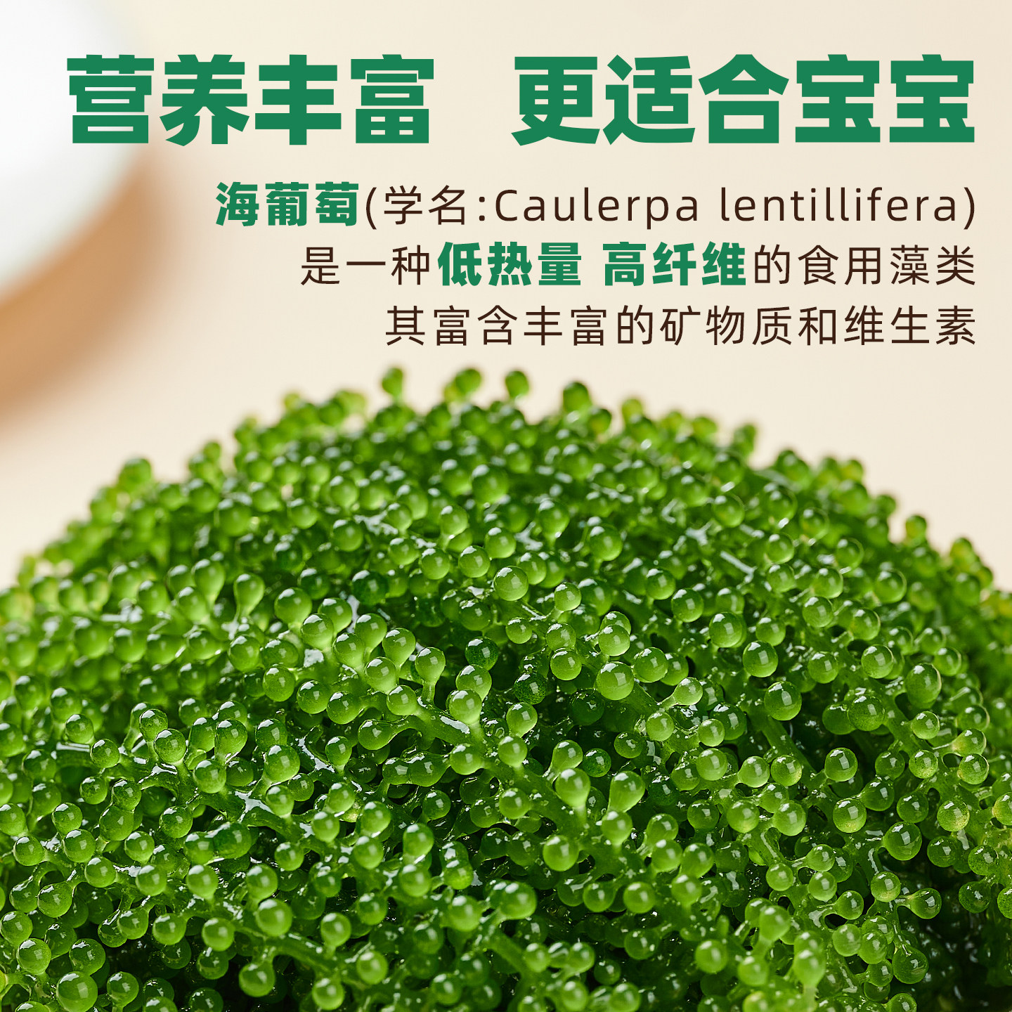 盐渍海葡萄新鲜儿童水葡萄绿色鱼子酱海藻凉拌菜水葡萄爆珠浆海草,淘宝优惠券,粉丝福利购,淘宝优惠卷