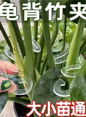 龟背芋支伸缩杆植物防倒伏固定器花架枝干收拢水培园艺花卉绿植聚