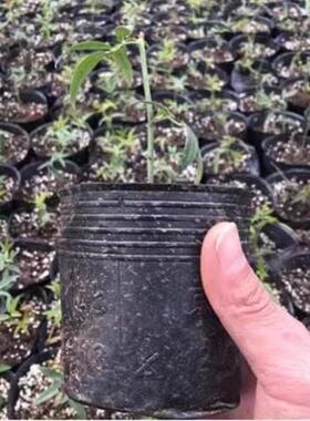 加厚营养钵 育苗营养杯塑料黑色一次性软花盆 育苗盆种植草花阳台