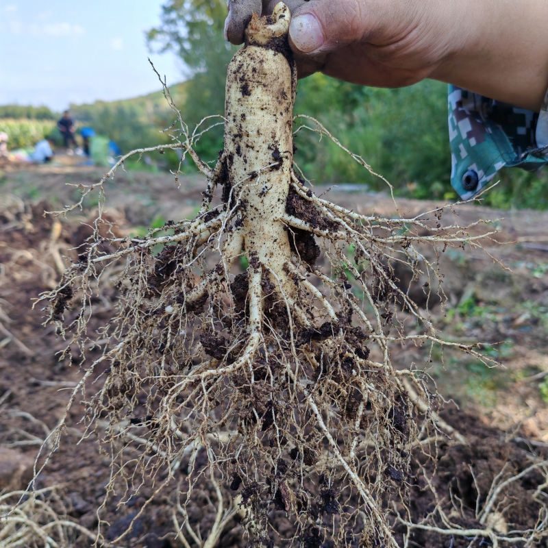 人参鲜参长白山脉参新鲜人参泡酒人参可晒干东北生晒参