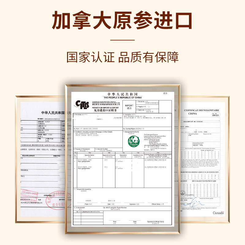 【图腾礼盒】加拿大进口 大山行西洋参泡参粒头 特级精选花旗参