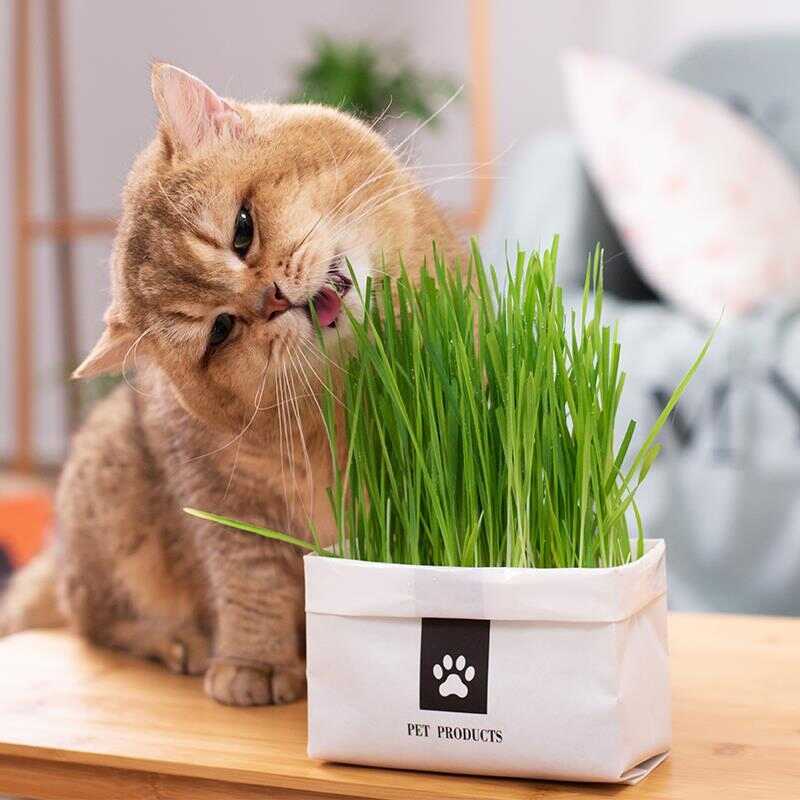 无土盆栽 新人首单立减十元 21年9月 淘宝海外