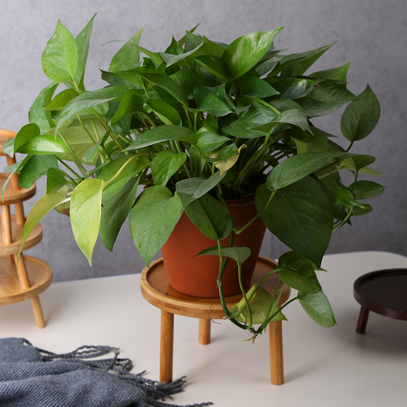 花盆托盘实木花架子室内桌面客厅盆栽植物多肉绿萝落地式花瓶底座,淘宝优惠券,粉丝福利购,淘宝优惠卷