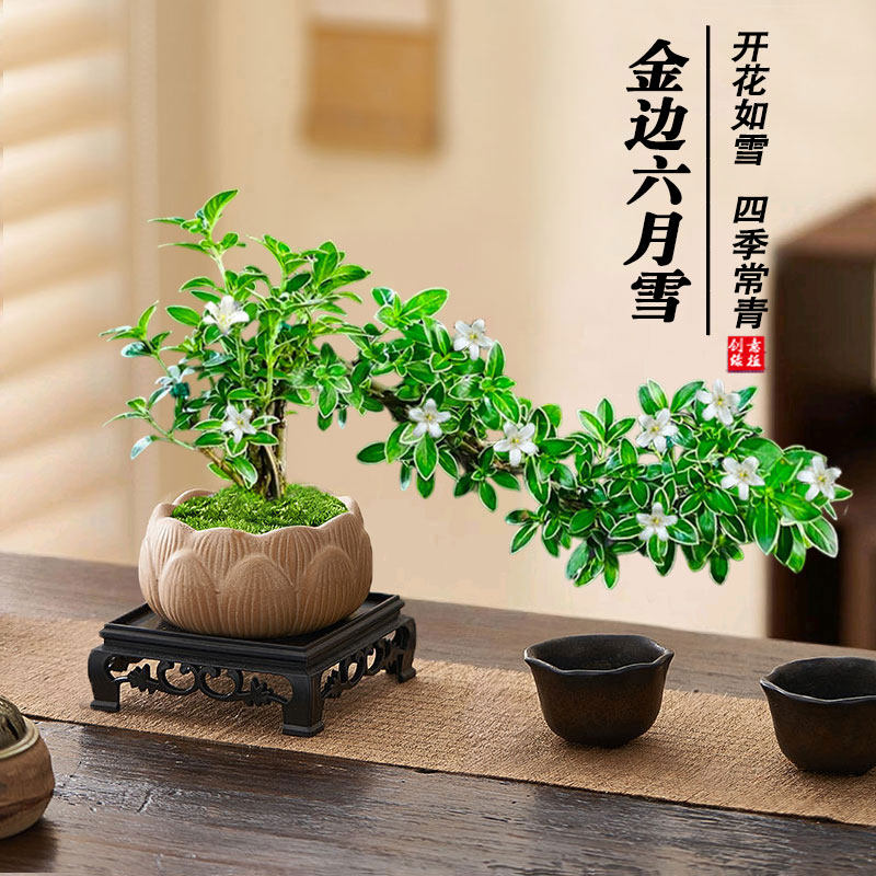 飘枝六月雪悬崖造型盆栽好养室内办公室茶桌绿植摆件桌面盆景开花,淘宝优惠券,粉丝福利购,淘宝优惠卷