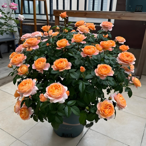 果汁阳台花苗带花苞花卉观花绿植物室内外盆栽浓香大花玫瑰月季苗 - 图2