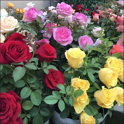 玫瑰花苗浓香特大花带花苞花卉绿植物室内外庭院阳台盆栽蔷薇月季 - 图2