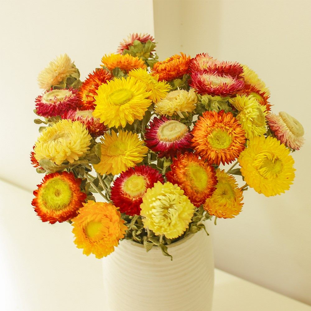 云南天然小雏菊干花真花满天星装饰摆件客厅摆设简约风干菊花花束