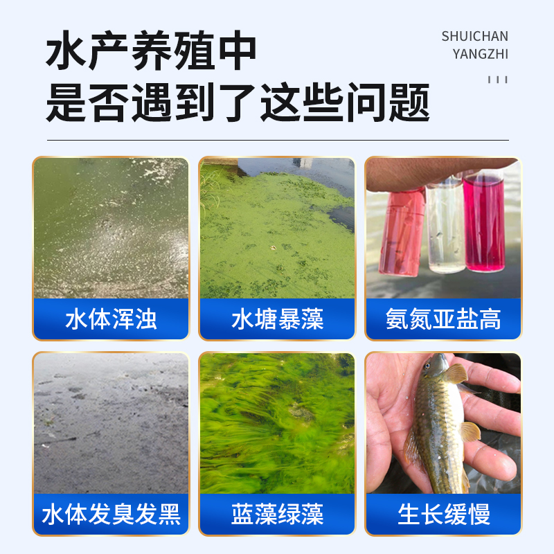 光合细菌水产养殖菌种鱼虾蟹鳖牛蛙小龙虾池塘用净水肥水培藻菌剂 - 图0